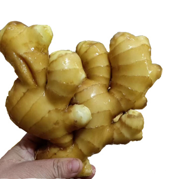 Factory Price  Export Bulk Wholesale Fresh Young Ginger Root